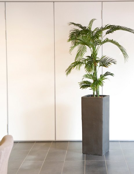areca golden cane square 90